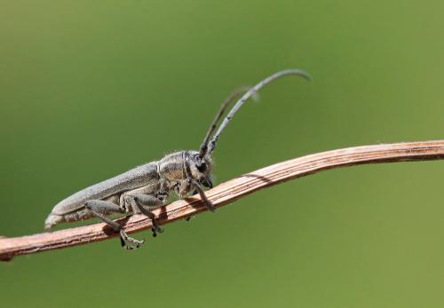Phytoecia nigricornis